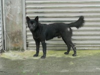 犬