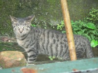 猫