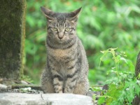 猫